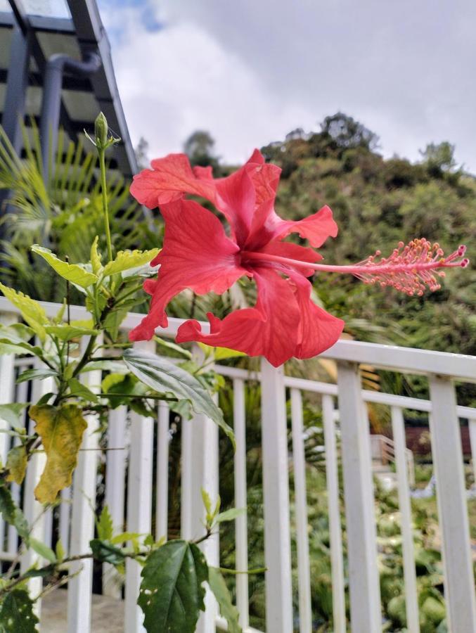 Ng Family'S Farm Stay Cameron Highlands Eksteriør billede